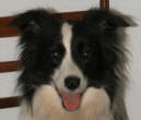 This is Poppy, our Border Collie, to whom this website is dedicated.